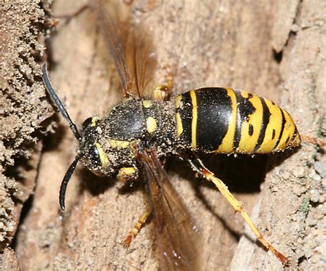 Ground Hornet Queen Vespula Vidua Bugguide Net