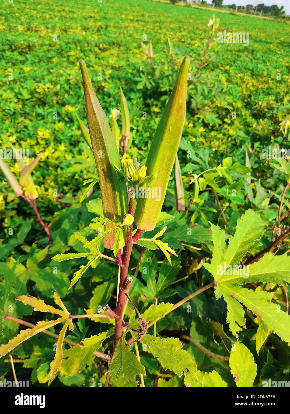 Growing Okra Growing Okra Growing Gardens Vegetable Garden For