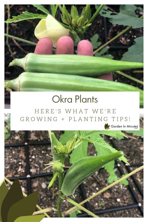 Growing Okra Plant Spacing Growing Tips Easy Growing Ep 29