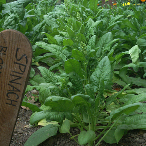 Growing Spinach In The Home Garden Fine Gardening