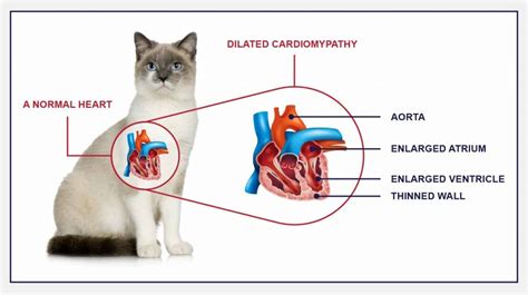 Heart Disease In Cats - Alert Data