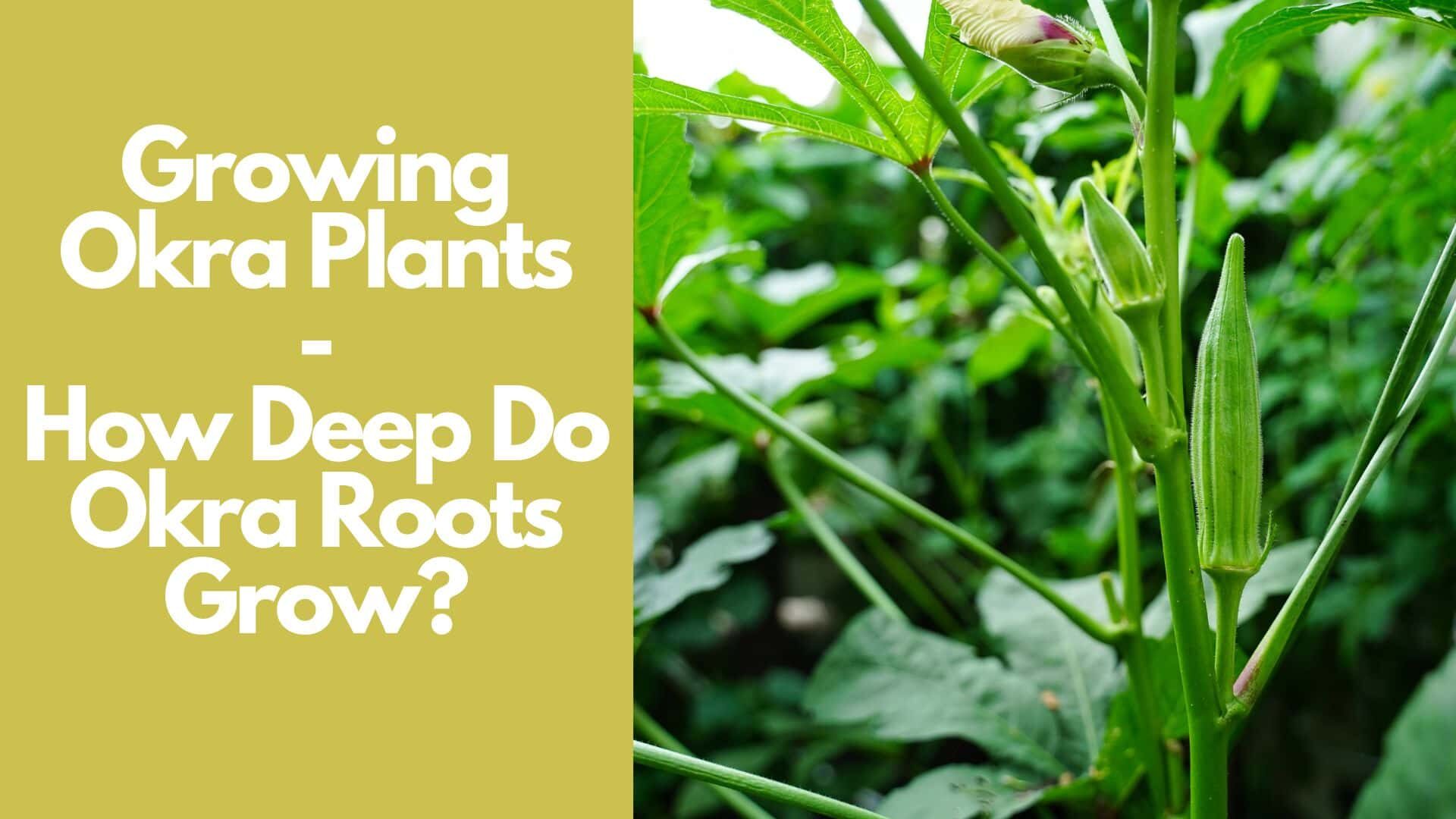 How Deep Do Okra Roots Grow Guide With 5 Okra Varieties