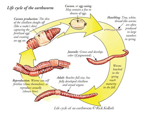 How Do Worms Reproduce Nature S Underground Secret Animal Hype