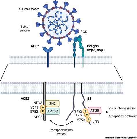 How Integrin Phosphorylations Regulate Cell Adhesion And Signaling Trends In Biochemical Sciences