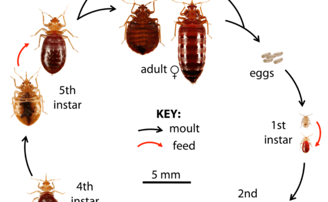 How Long Do Bed Bugs Live Bed Bug Guide