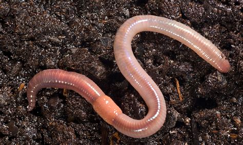 How Long Does Earthworms Live