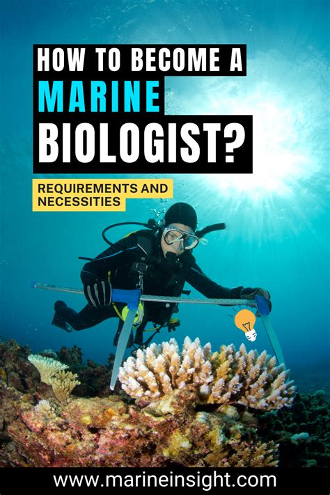 How To Become A Marine Biologist In The Us