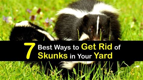 How To Get Rid Of A Skunk