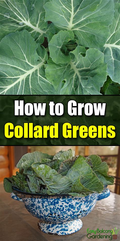 How To Grow Collard Greens Easy Balcony Gardening Collard Greens