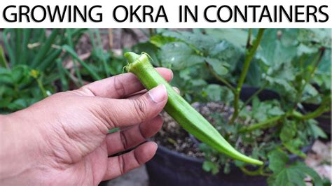 How To Grow Okra In Containers Growing Okra In Pots Or Containers