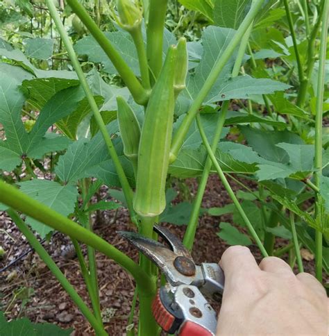 How To Grow Okra In Your Garden Or Raised Bed The Beginner S Garden