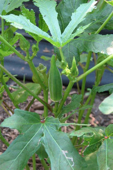 How To Grow Okra The Complete Guide