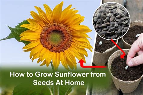 How To Grow Sunflowers For Seeds