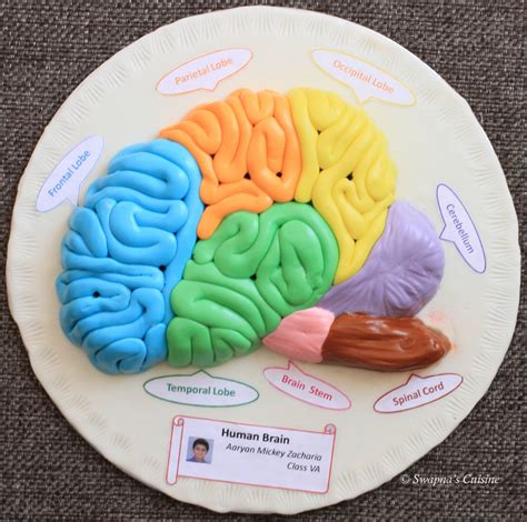 How To Make A Brain Model Human Body Science For Kids