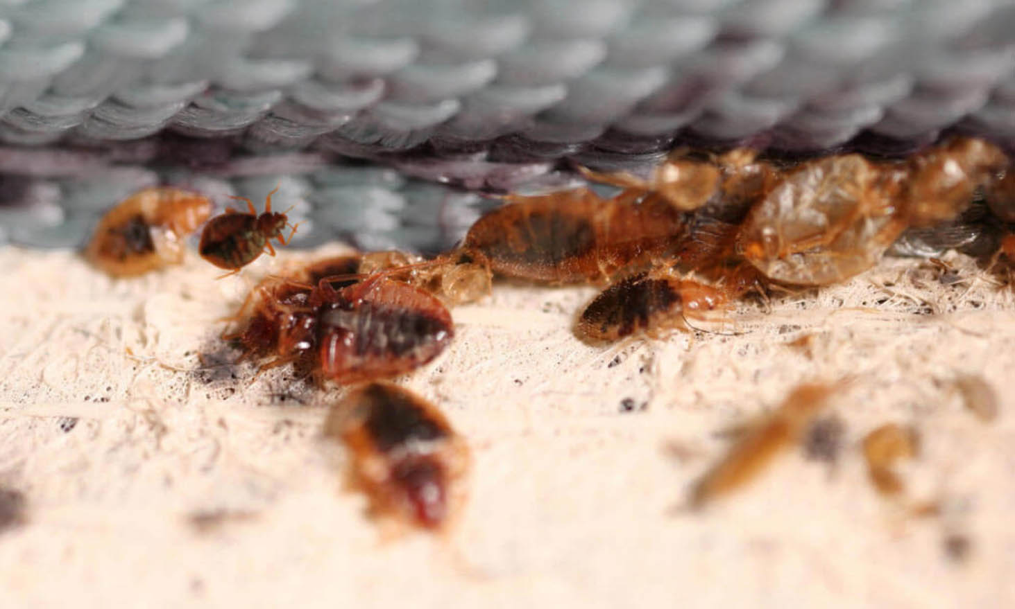 How To Spot Bed Bugs In Your Hotel Room Zest Pest Control