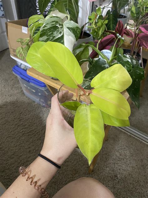 I Got This Cutting Today I M Unsure What She Is Any Help Is