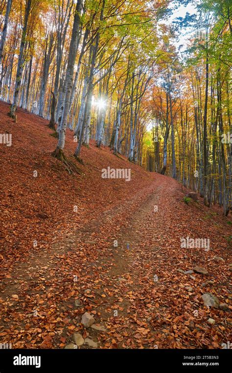 Immerse Yourself In The Vibrant Tapestry Of Autumn As The Camera