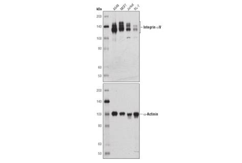 Integrin 3 Antibody Cell Signaling Technology