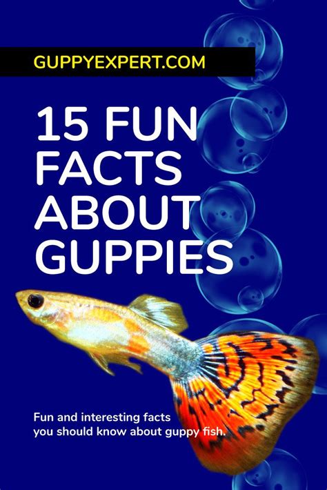 Interesting Facts About Guppies Just Fun Facts