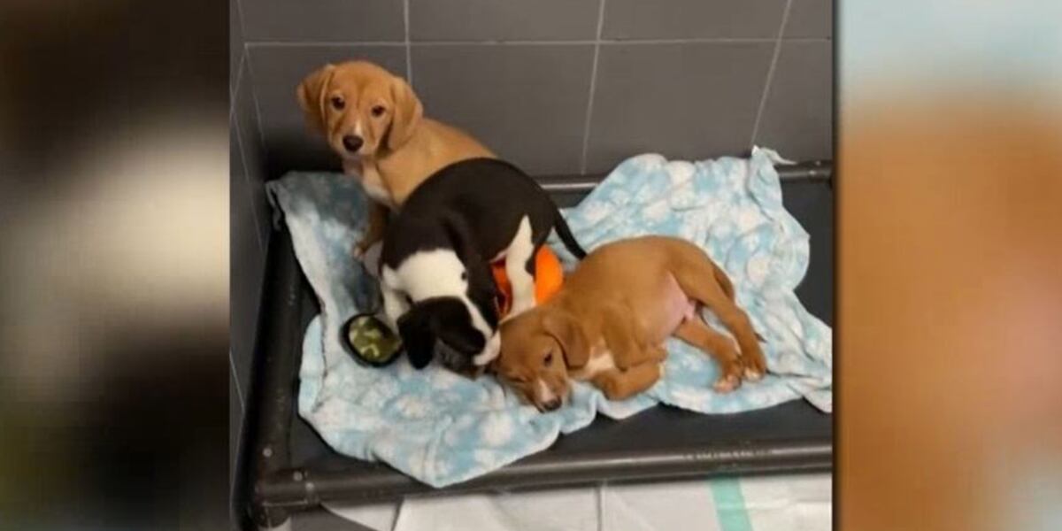 Jackson County Animal Shelter Rescues 34 Mississippi Puppies