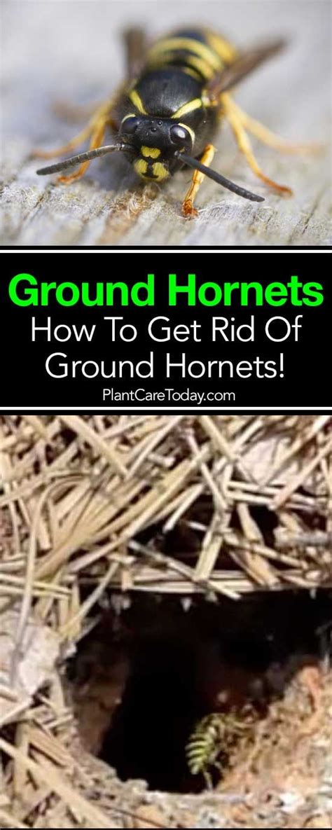 Learn How To Get Rid Of Ground Hornets Garden Pest Control Slugs In