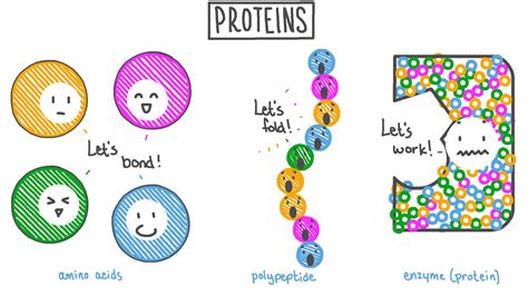 Lesson Proteins Nagwa