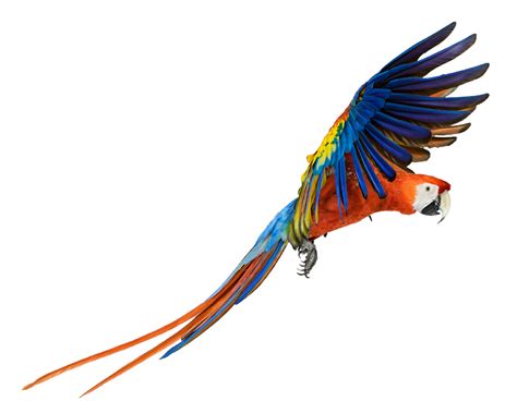 Macaw Png Pic Transparent Hq Png Download Freepngimg