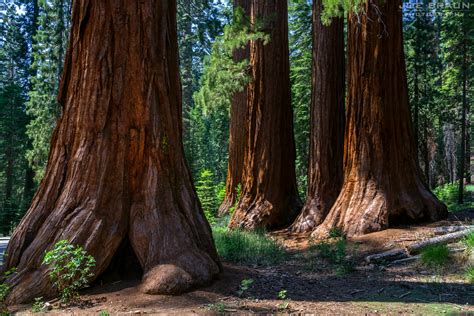 Mariposa Grove Yosemite National Park California Fotograf A De