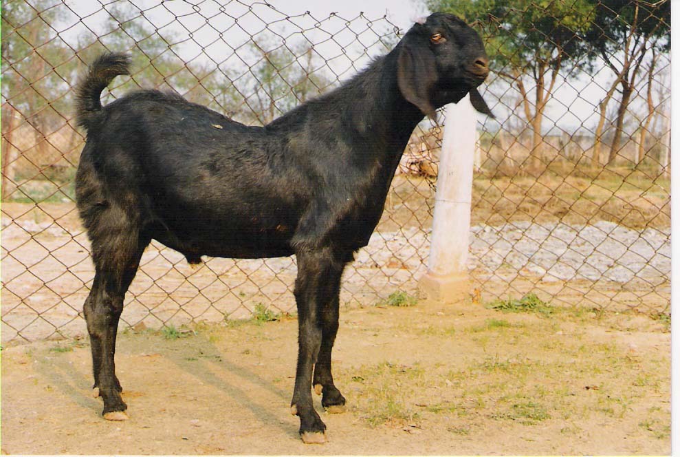 Meat Goat Farming Info Guide In India Agri Farming