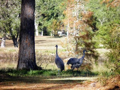 Mississippi Sandhill Crane National Wildlife Refuge All You Need To