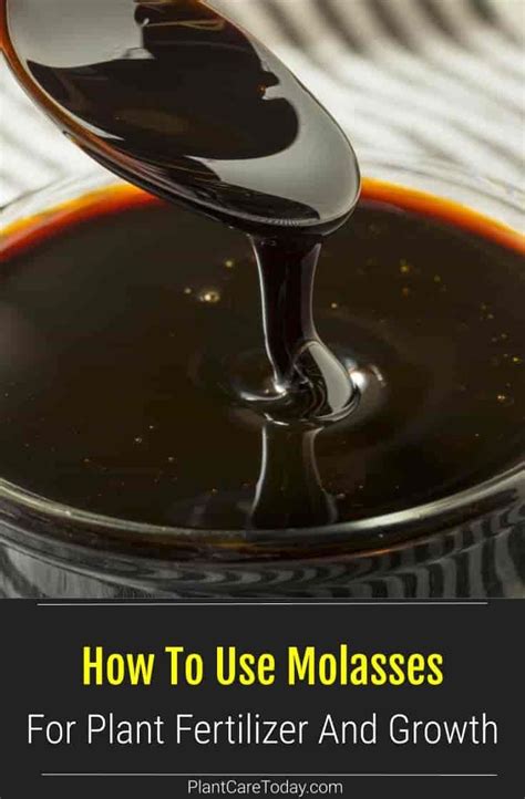 Molasses For Plants And Fertilizer Fertilizer For Plants Organic