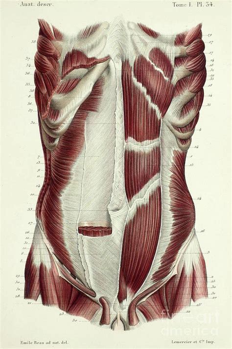 Muscles Of Trunk And Abdomen 6 Photograph By Science Photo Library