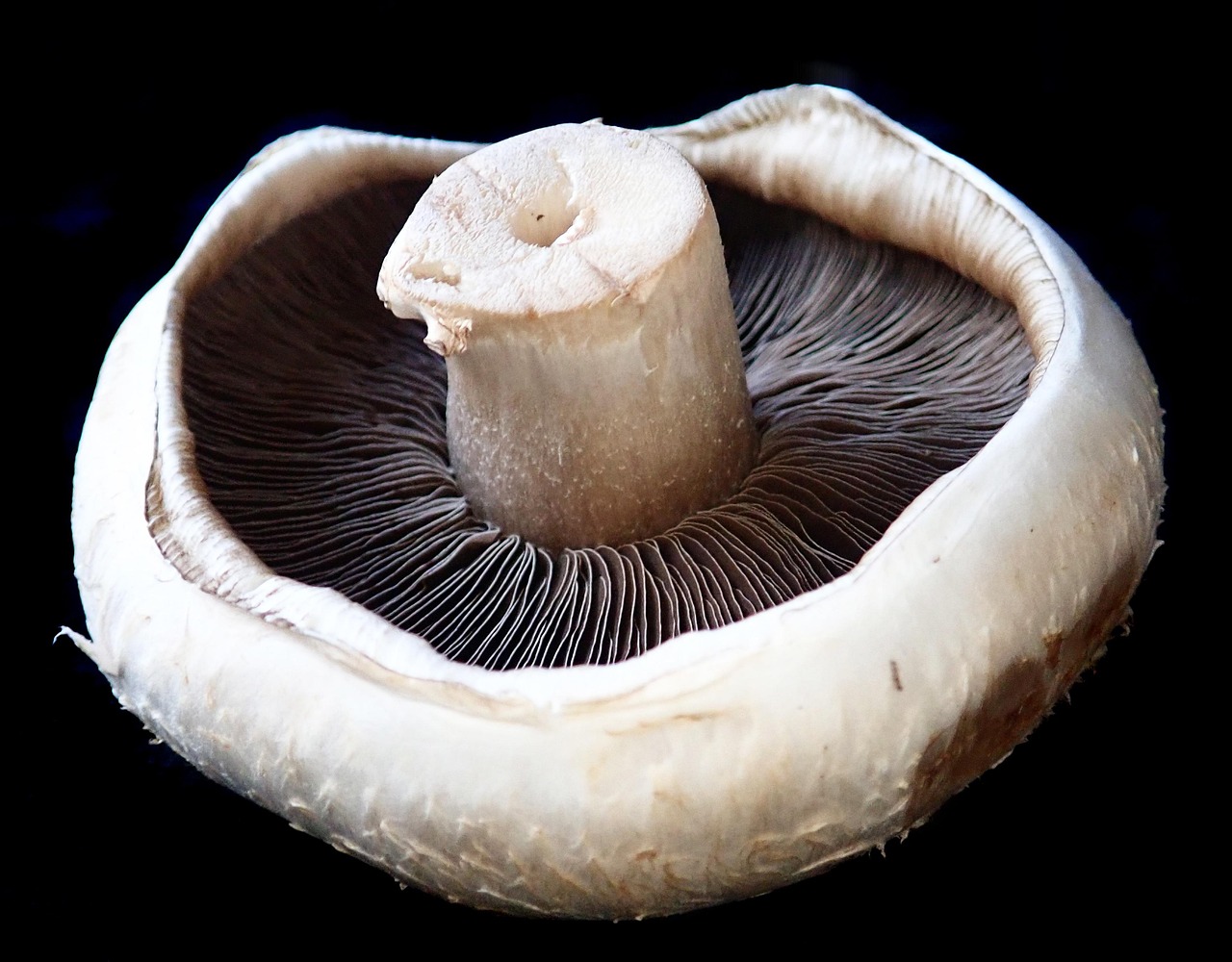 Mushroom Vegetable Food Free Photo On Pixabay Pixabay