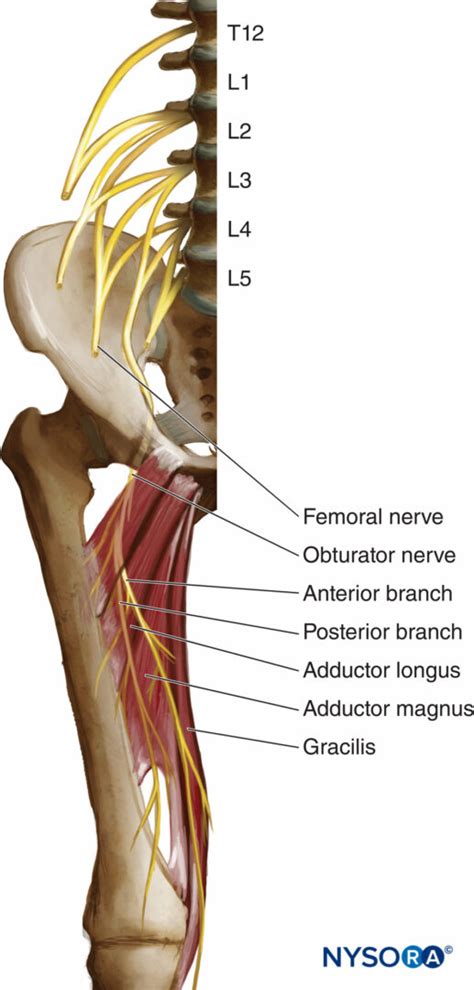 Obturator Nerve Google Search Plexus Products Muscle