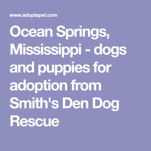 Ocean Springs Mississippi Dogs Puppies Cats And Kittens For