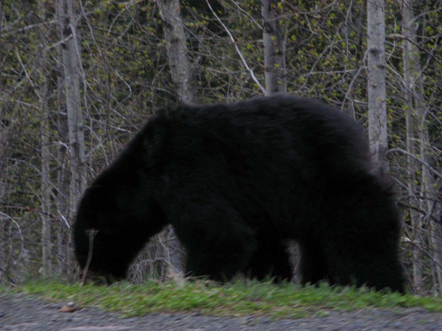 One Of The First Black Bears I Saw Alvinalexander Com