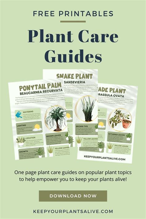 Perfect Guide: Design Your Plant City Success Today