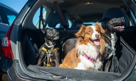 Pet Care Tips 8 Things To Keep In Mind While Planning Pet Relocation Travelling With Pets