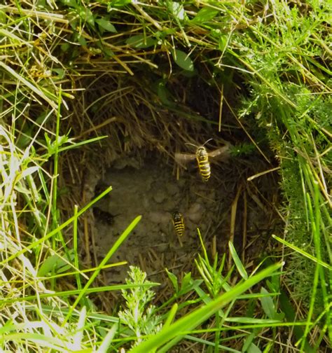 Pictures Of Ground Hornets On Animal Picture Society