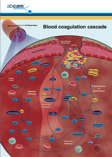 Pin On Coagulation