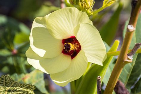 Planting And Growing Guide For Okra Abelmoschus Esculentus