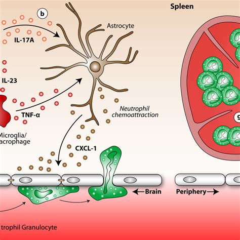 Pmn Interaction With Resident Microglia And Infiltrating Leukocytes A Download Scientific