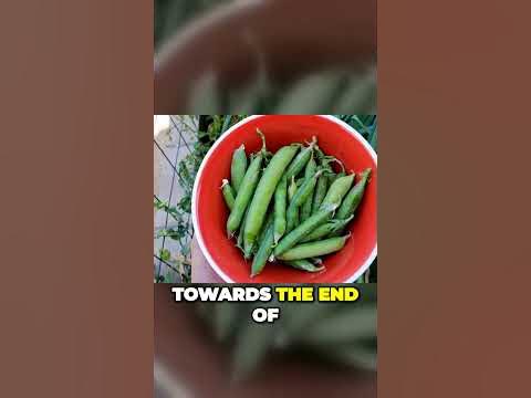 Powerpacked Peas Your Key To Optimum Health Shorts Youtube