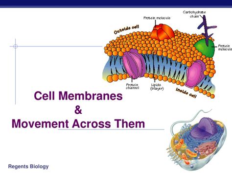 Ppt Movement Across The Plasma Membrane Powerpoint Presentation Free