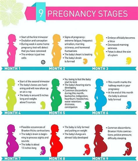 Pregnancy Stages In 9 Months Pregnancy Stages Pregnancy Calendar