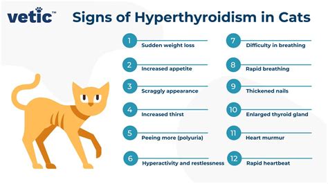 Pro Guide: 6 Steps To Treat Hyperthyroidism In Cats Now