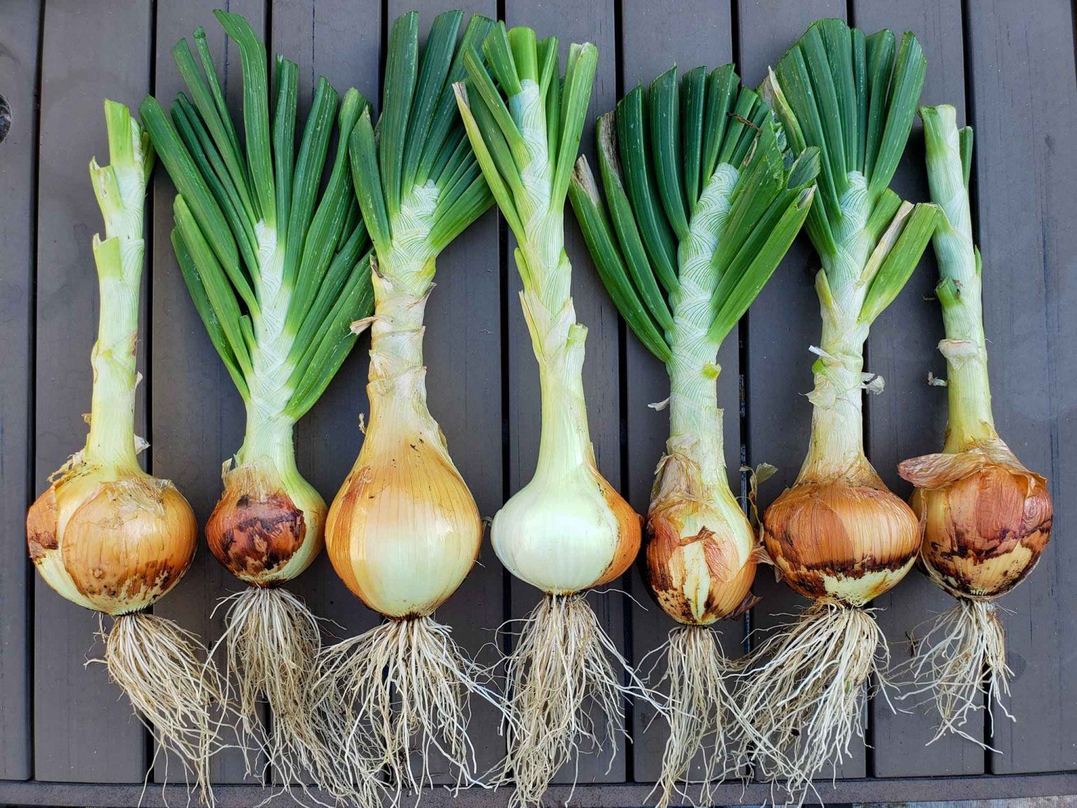 Pro's Guide To Sourcing Yellow Onions: Get The Best Deals Now!