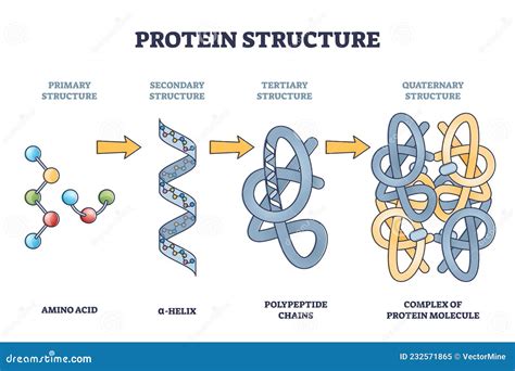 Protein Biology Illustration