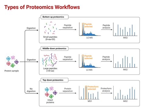 Proteomics Types Methods Steps Applications