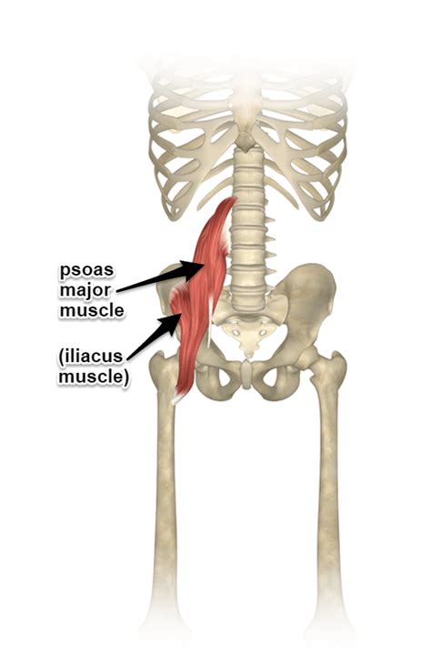 Psoas Major Function Introduction Muscle Biomechanics Atelier Yuwa